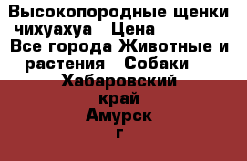 Высокопородные щенки чихуахуа › Цена ­ 25 000 - Все города Животные и растения » Собаки   . Хабаровский край,Амурск г.